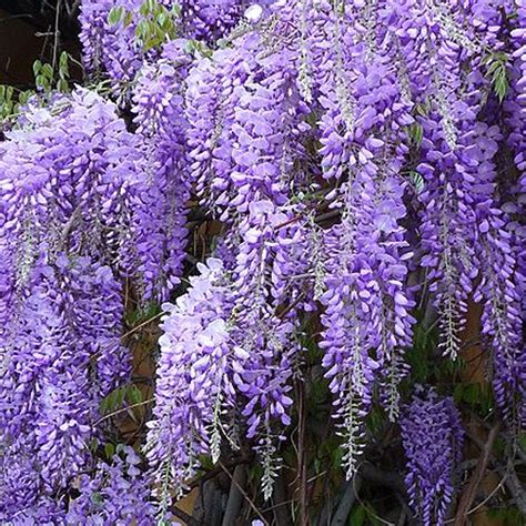 wisteria sinensis prolific buy chinese blue wisteria trees