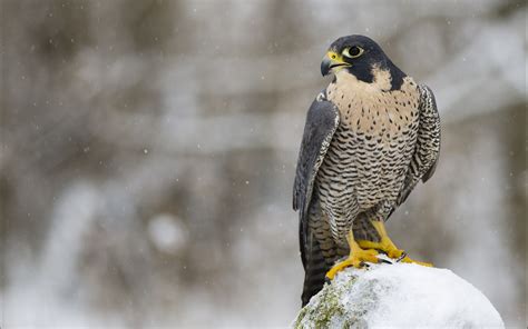 falcon bird predator  winter snow wallpaper