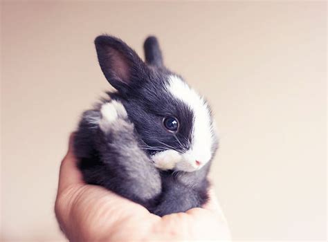 lovely cute rabbit images wallpapers