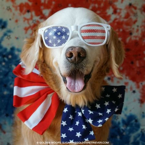 patriotic dog   fun safe fourth  july golden woofs dog