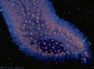 Afbeeldingsresultaten voor Pyrosoma. Grootte: 137 x 100. Bron: www.underwater-photos.com