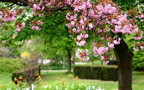 lente achtergrond met roze bloemen mooie leuke achtergronden voor je bureaublad pc laptop