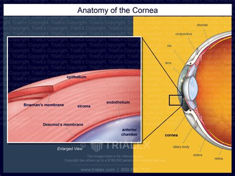 anatomy   cornea trial exhibits
