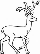 Deer Coloring Pages Buck Animals sketch template