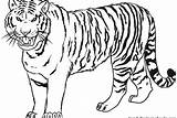 Coloring Siberian Tiger Getcolorings Tigers Great sketch template