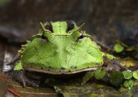 amazon horned frog photograph  michael lustbader fine art america