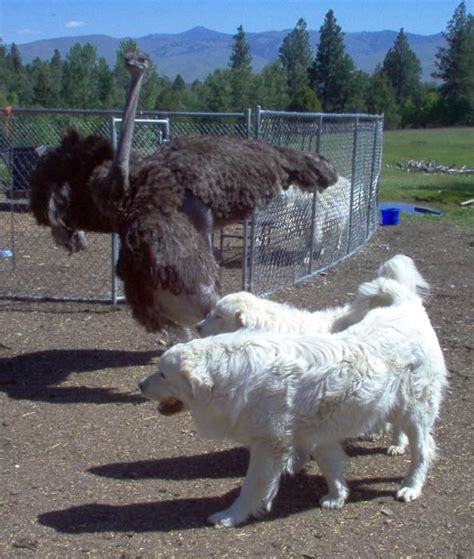 polish tatra sheepdog