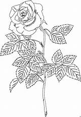 Coloring Colorare Blumen Disegni Ausdrucken Brandy Malvorlagen Roos Rosen Skizziert Kleurplaat Erwachsene Ausmalbild Kleurplaten Mandalas Kostenlos Malvorlage Rosas Rozen sketch template