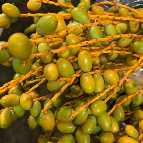 date palm berries  stems