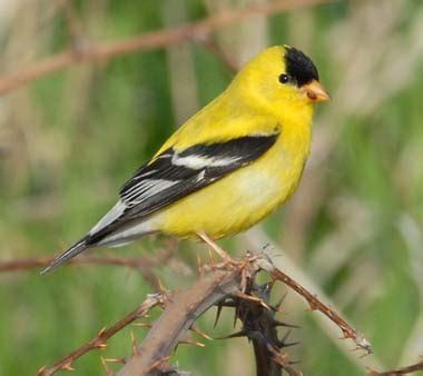 washington state bird willow goldfinch american goldfinch