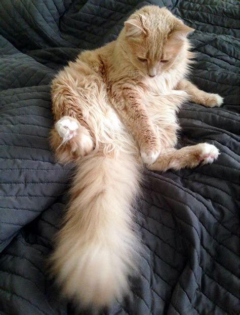 gorgeous fluffy cat tail pics pet radio magazine