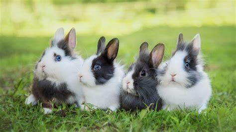 les differentes races de lapin de chairs