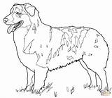 Coloring Shepherd German Pages Australian Dog Cattle Dogs Shepard Printable Color Baby Adult Print Realistic Drawing Puppy Heeler Blue Shepherds sketch template