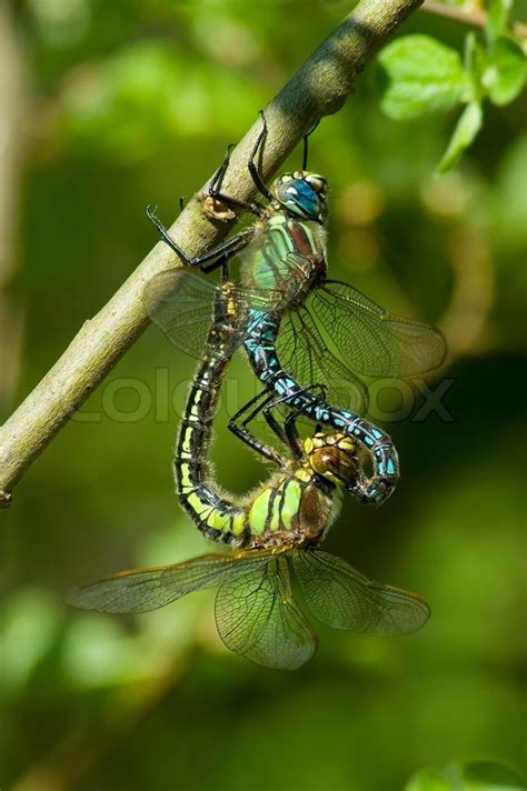 Dragonfly Insect Mating Female Macro Nature Pair Male Odonata