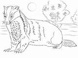 Badger Coloring Honey Pages Printable Blaireau Coloriage Color American Animals Badgers Categories Woodland sketch template