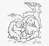 Orangutan Kindpng sketch template