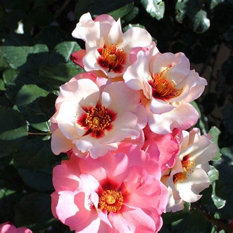 weiss winterhart  rose tomgarten wildrose bibernellrose mehrjaehrig