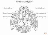 Cardiovascular Circulatory Yulia sketch template