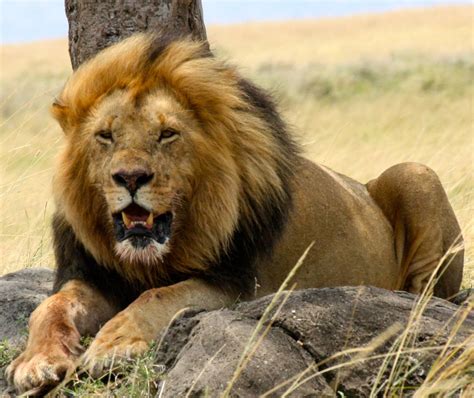 fantastica animal lion  king  animal
