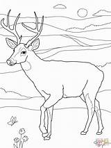 Coloring Hunting Deer Sheets Pages Printable Kids Bow Popular Library Clipart Coloringhome sketch template