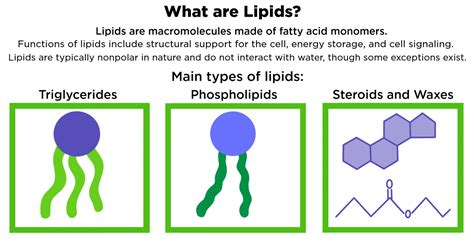 lipids structure function expii