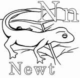 Newt Coloring Pages Color Sheet Print Designlooter Drawings Salamander Animals 63kb 565px Template sketch template