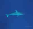 Image result for Blacktip Shark Identification. Size: 117 x 100. Source: aquatichyk.blogspot.com