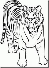 Bengala Tigre Tigres Collection sketch template