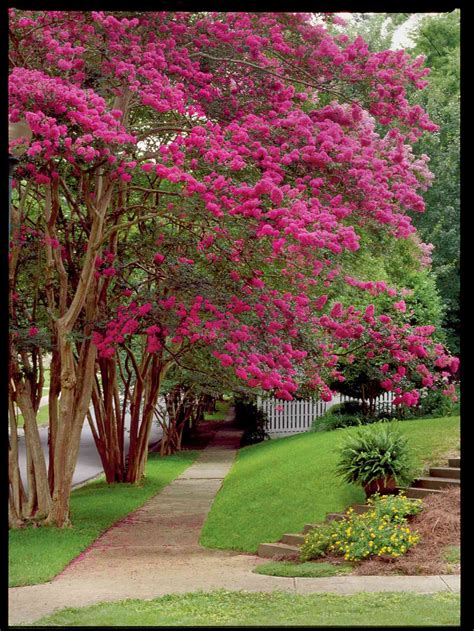 beginners guide  crepe myrtle care southern living
