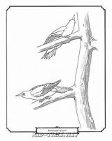 Sapsucker Birds Animals Coloring Book Sheet Skip sketch template