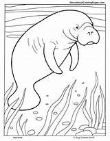 Manatee Mammals Robbe Manatees Kostenlos Ausmalbild Coloringhome sketch template