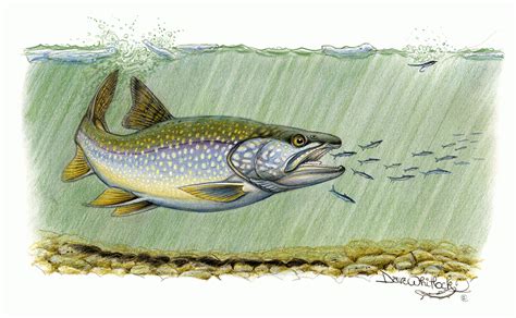 lake trout dave emily whitlock
