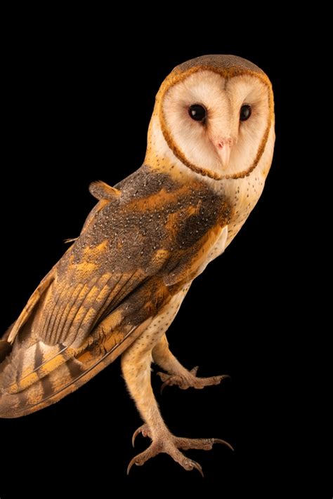 oil art collectibles barn owl painting etnacompe