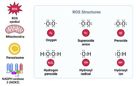 structure  reactive oxygen species   sources ros reactive