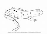 Newt Amphibians sketch template