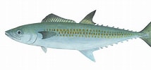Afbeeldingsresultaten voor "scomberomorus Tritor". Grootte: 214 x 100. Bron: fishillust.com