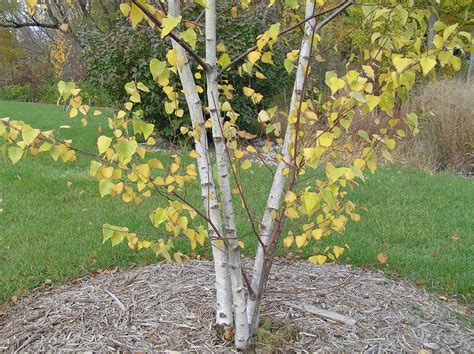 gray birch purdue fort wayne