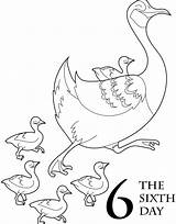 Scholastic Goose Geese Laying sketch template