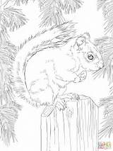 Squirrel Coloring Red Printable Pages American Adult Animal Supercoloring Colouring Squirrels Patterns Sheets Fall Book Drawings Choose Board Visit sketch template
