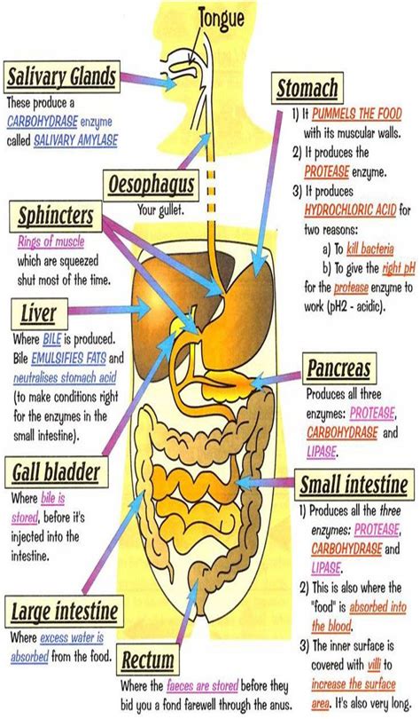 match  labels   schematic   digestive system