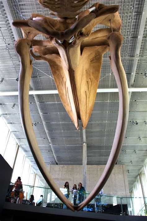 blue whale jaw flickr photo sharing
