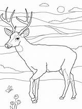 Deer Rusa Mewarnai Chevreuil Buck Whitetail Hirsch Cerf Tailed Reh 2568 Kartun Sapawarga Coloriages Binatang Kumpulan Animasi Terbaru Deers Colorier sketch template