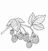 Berries Template Jagody sketch template