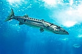 Afbeeldingsresultaten voor "sphyraena Barracuda". Grootte: 162 x 106. Bron: www.monaconatureencyclopedia.com