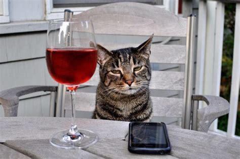 3 This Cat Who Falls Asleep In Front Of A Wine Glass And