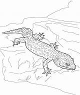 Coloring Pages Gecko Lizard Lizards Kids Popular sketch template