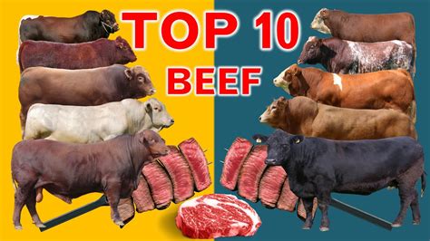 top  cattle beef breeds highest average daily gain  world