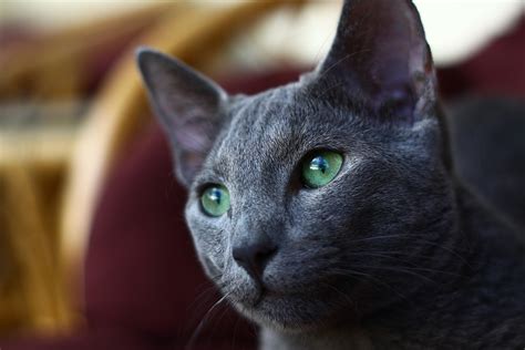 reasons   russian blue cat  simply amazing petcarerx