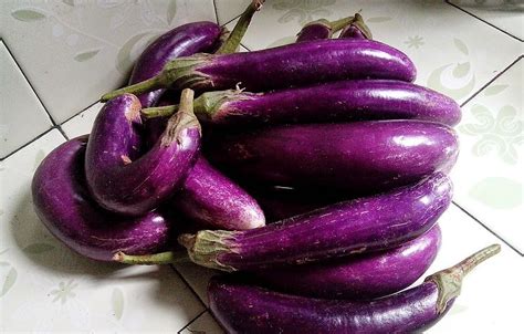 mudah menanam terong ungu  berbuah lebat  panen melimpah