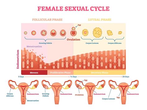 what is ovulation symptoms tracking and disorders